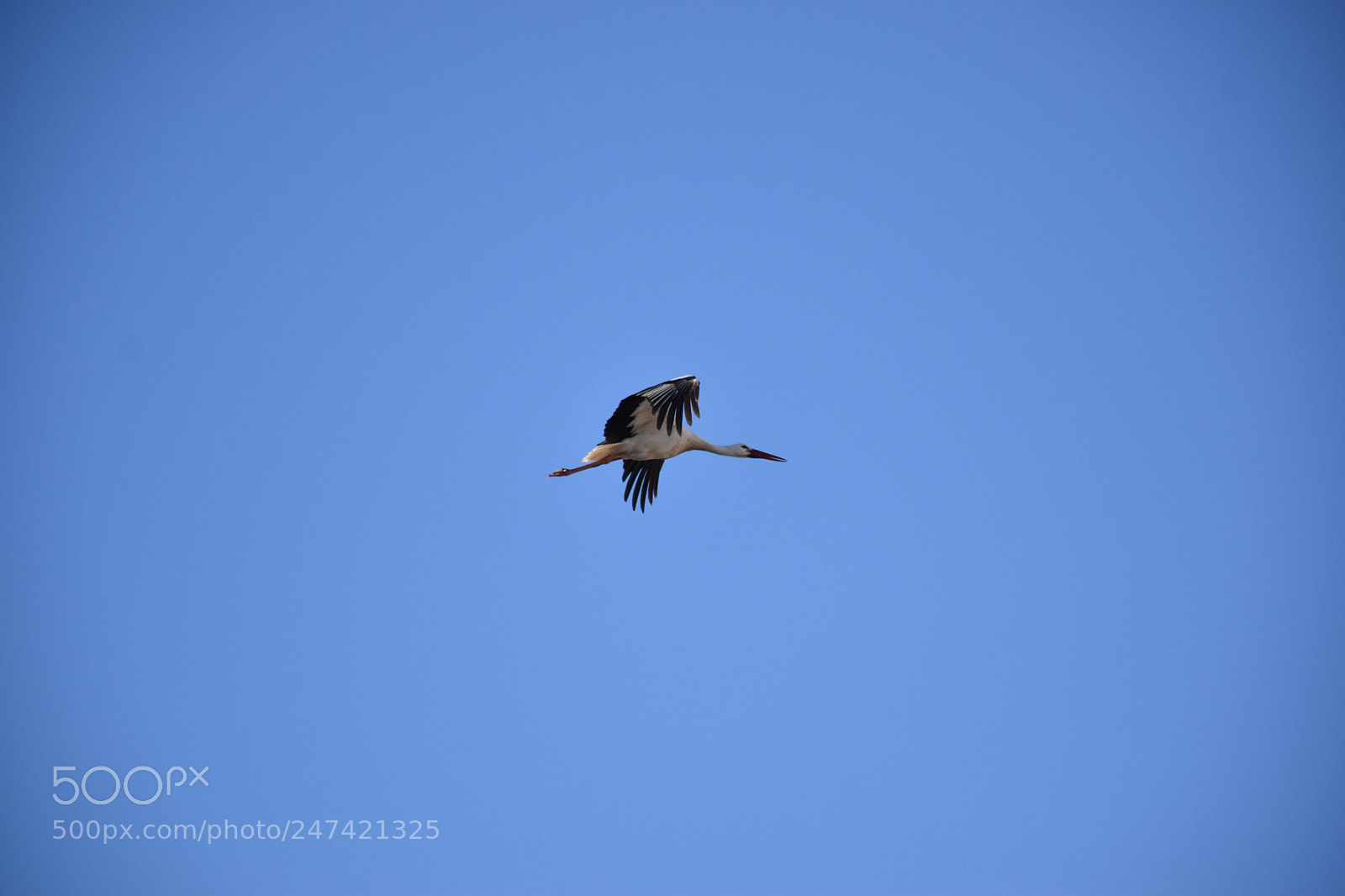Nikon D5600 sample photo. Storks flying high in photography