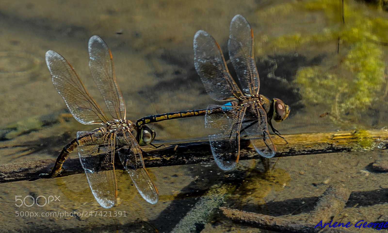 Sony a9 sample photo. Dragon flies photography