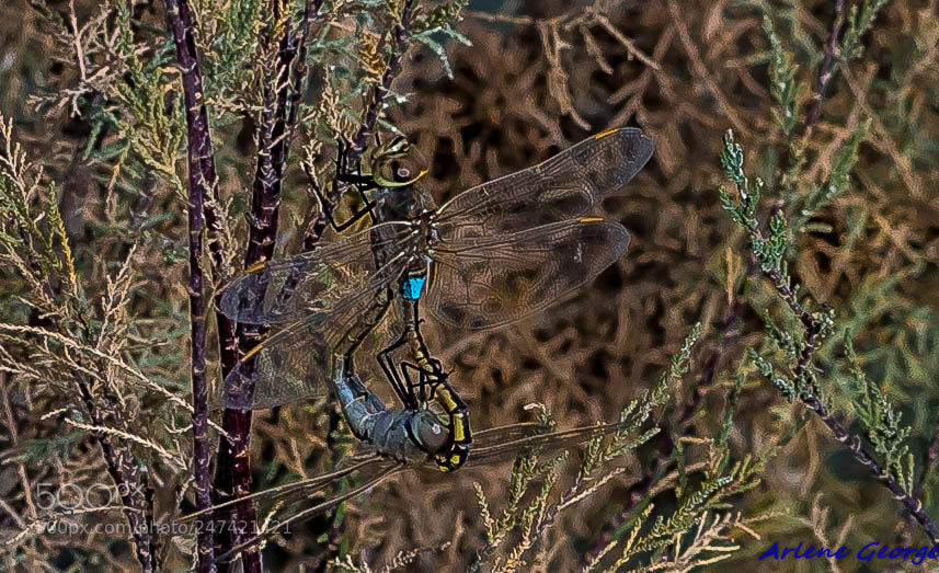 Sony a9 sample photo. Dragon flies photography