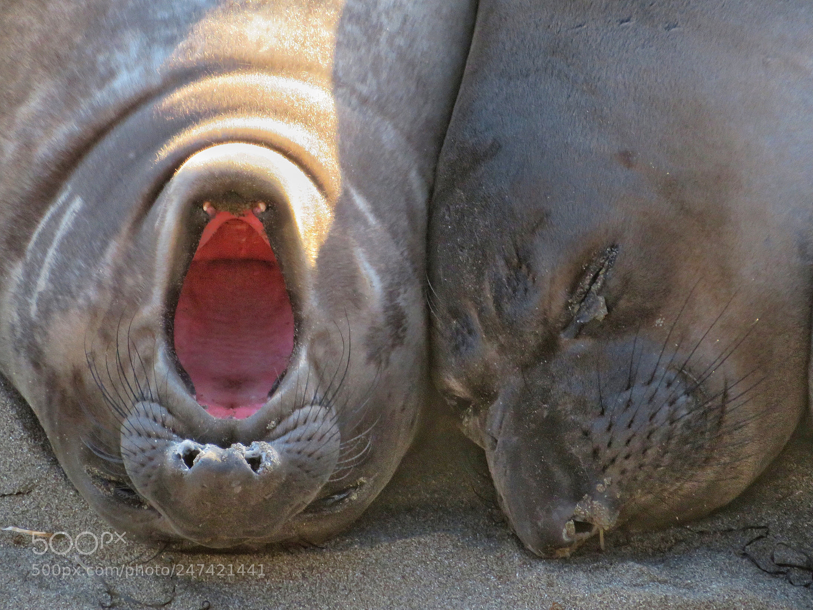 Canon PowerShot SX720 HS sample photo. Elephant seal pups photography