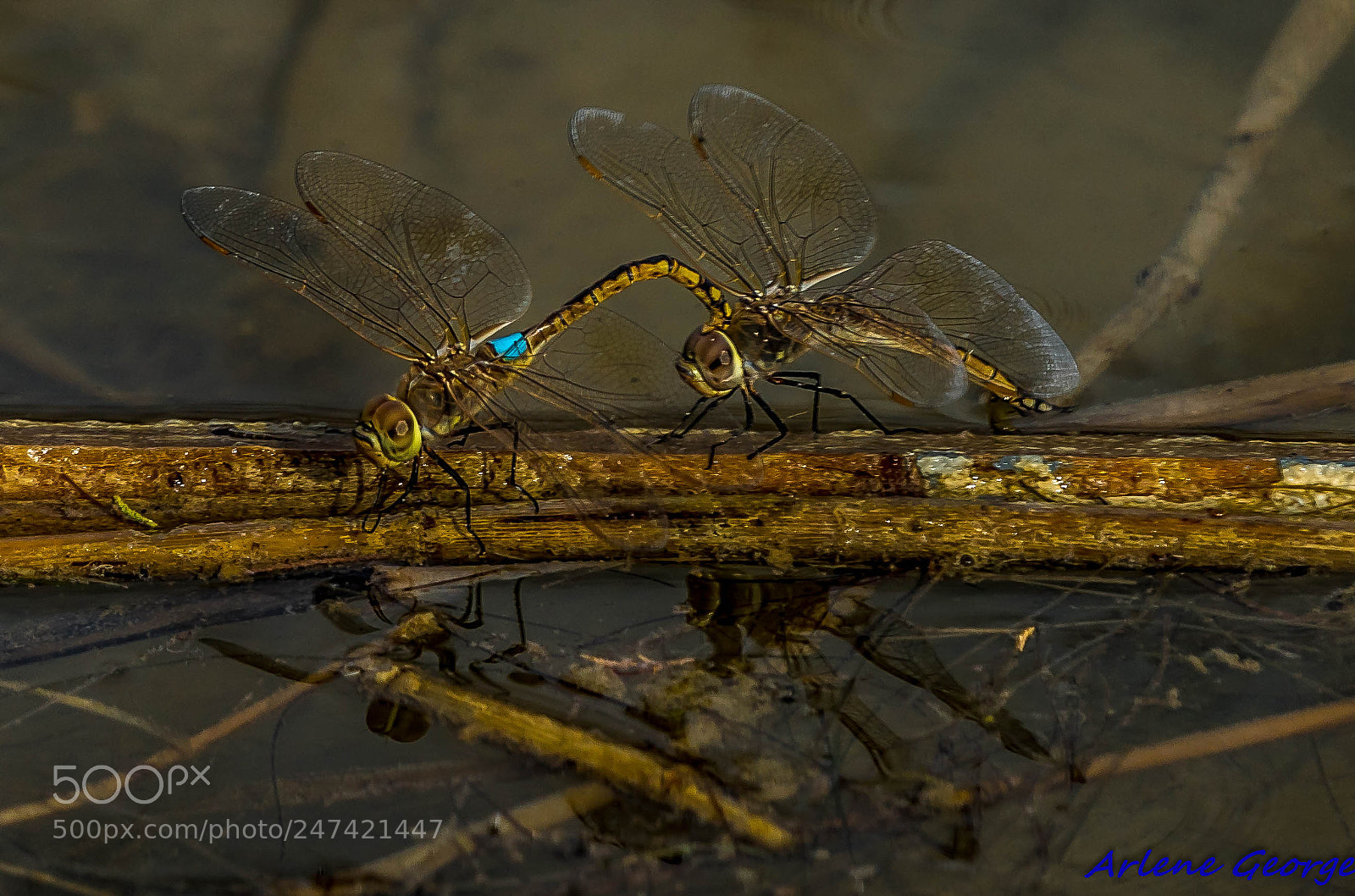 Sony a9 sample photo. Dragon flies photography