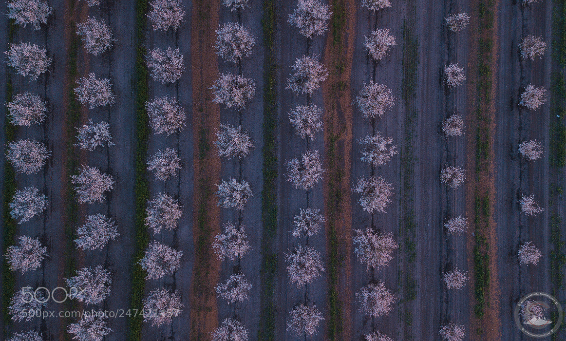 DJI FC220 sample photo. Progression photography