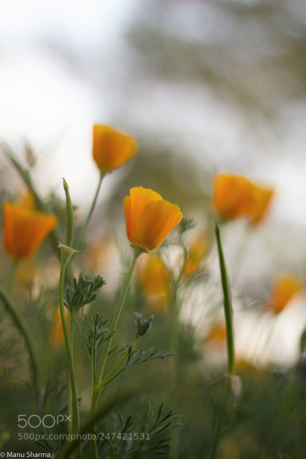 Canon EOS 550D (EOS Rebel T2i / EOS Kiss X4) sample photo. Poppies and bokeh.. photography