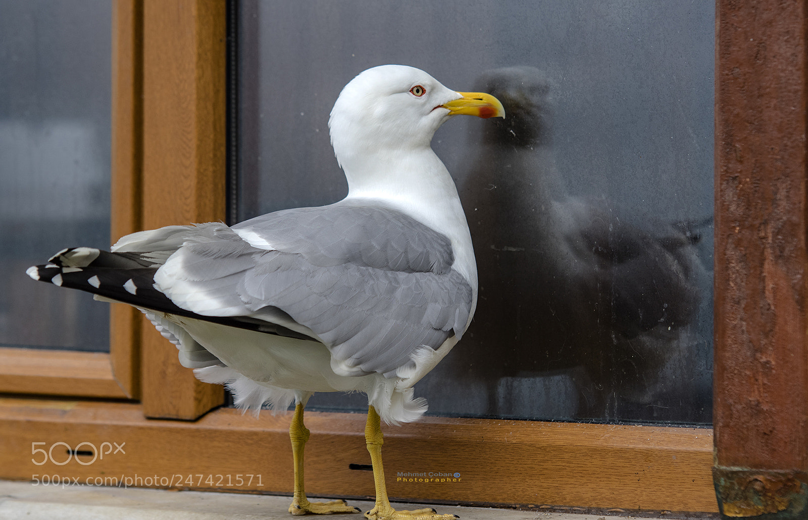 Pentax K-3 II sample photo. Come on, let me photography
