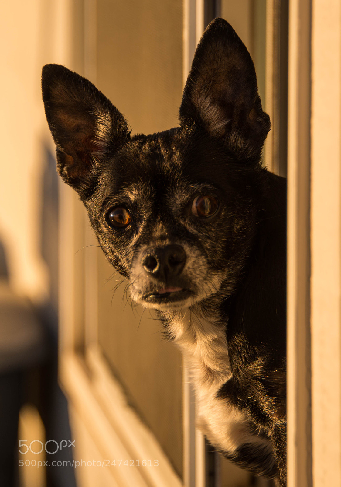 Nikon D800 sample photo. Looking for a friend. photography