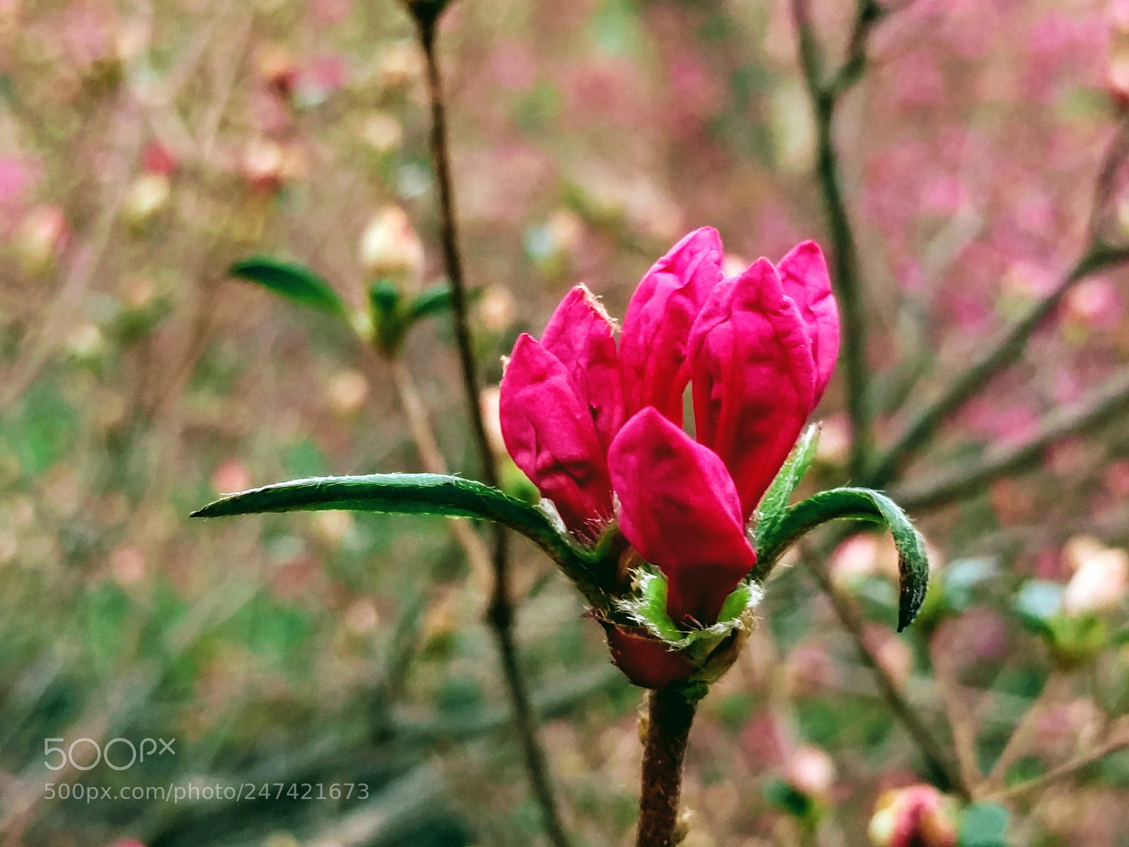 LG Nexus 5X sample photo. Flower at arnold arboretum photography