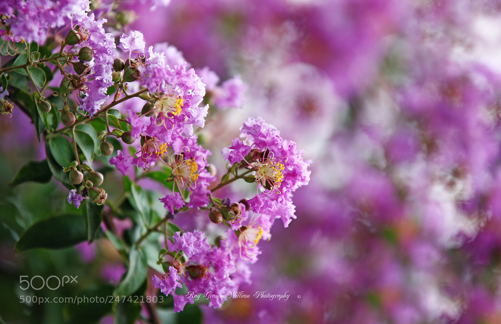 Canon EOS 7D Mark II sample photo. Forever-bloom flowers photography