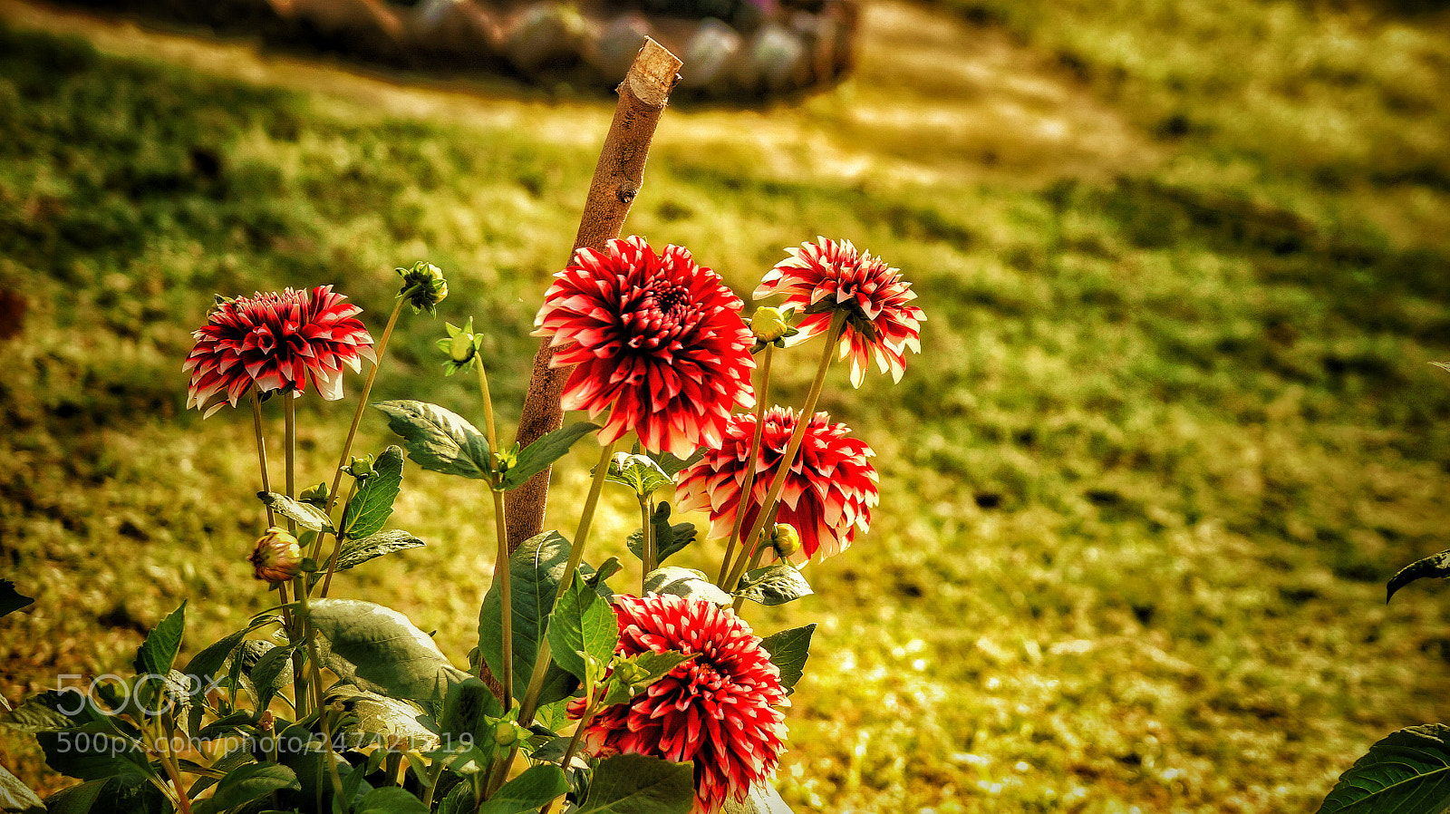 Sony SLT-A58 sample photo. Untitled photography