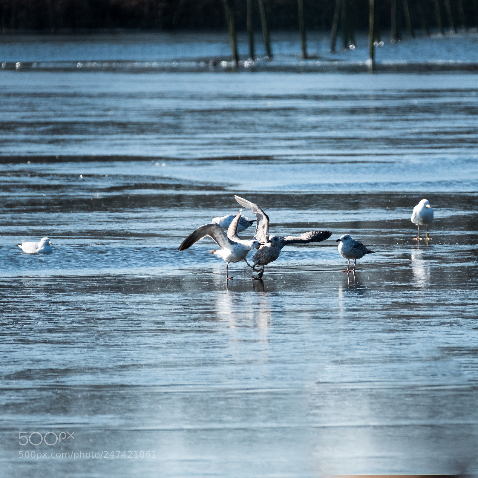 Fujifilm X-T2 sample photo. Walking on thin ice 1 photography