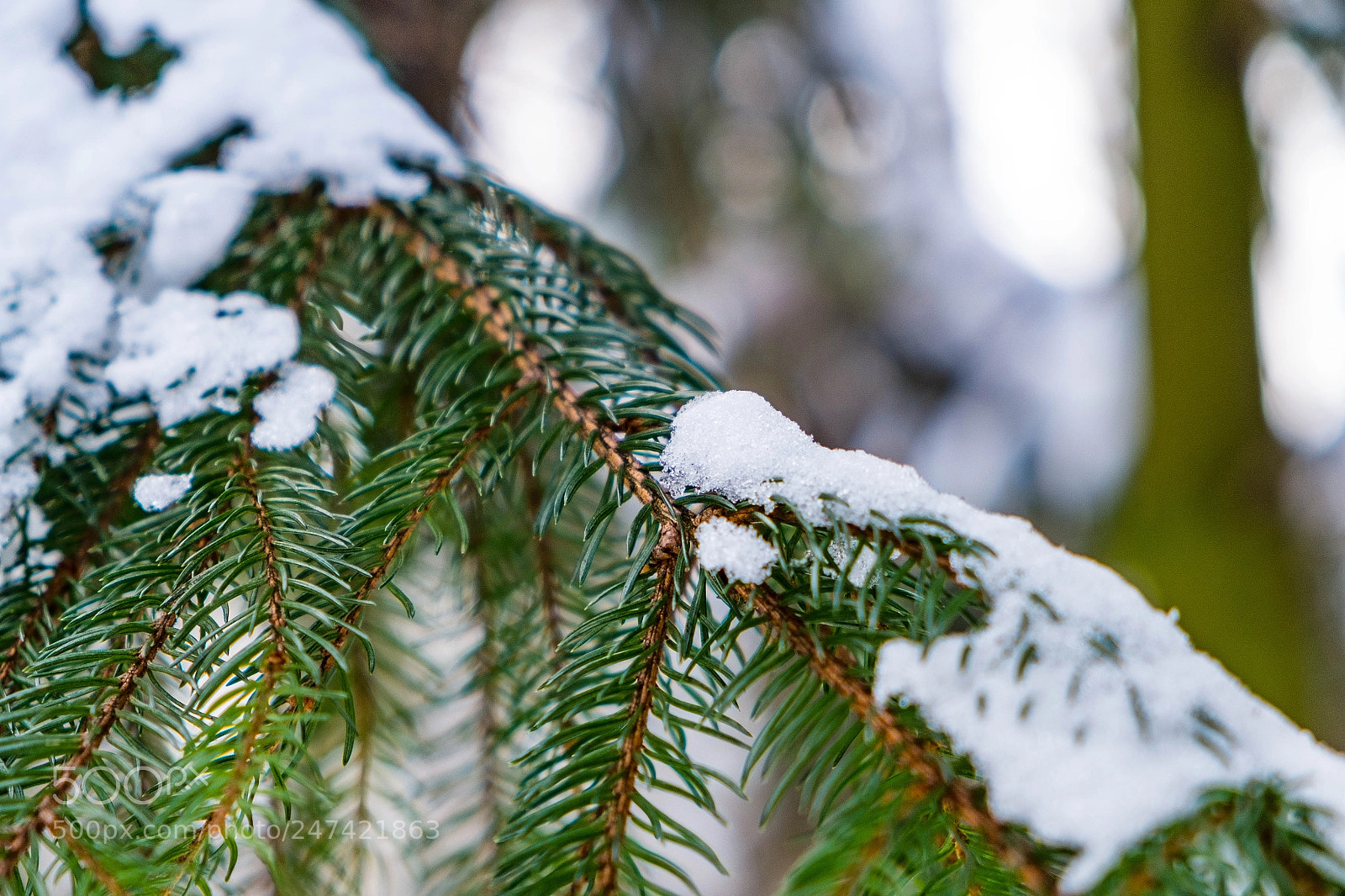 Fujifilm X-M1 sample photo. Spruce photography