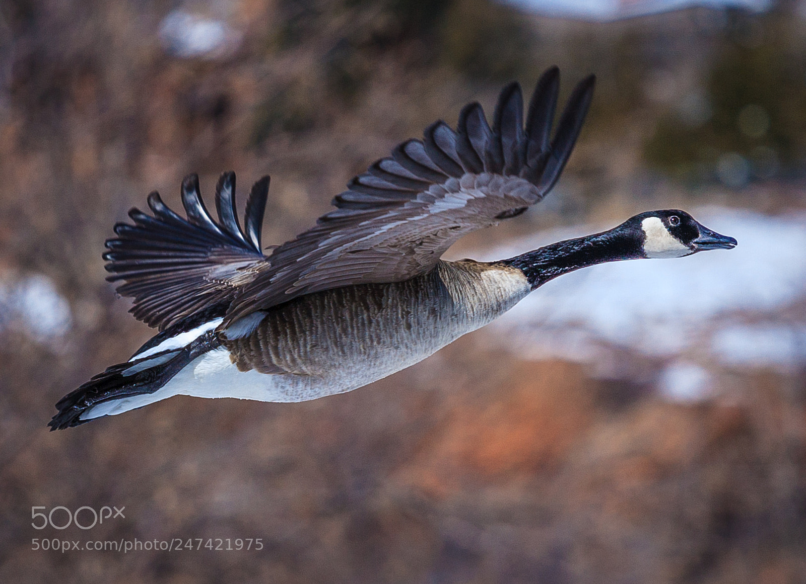 Canon EOS-1Ds Mark II sample photo. Canadian goose fly-by photography