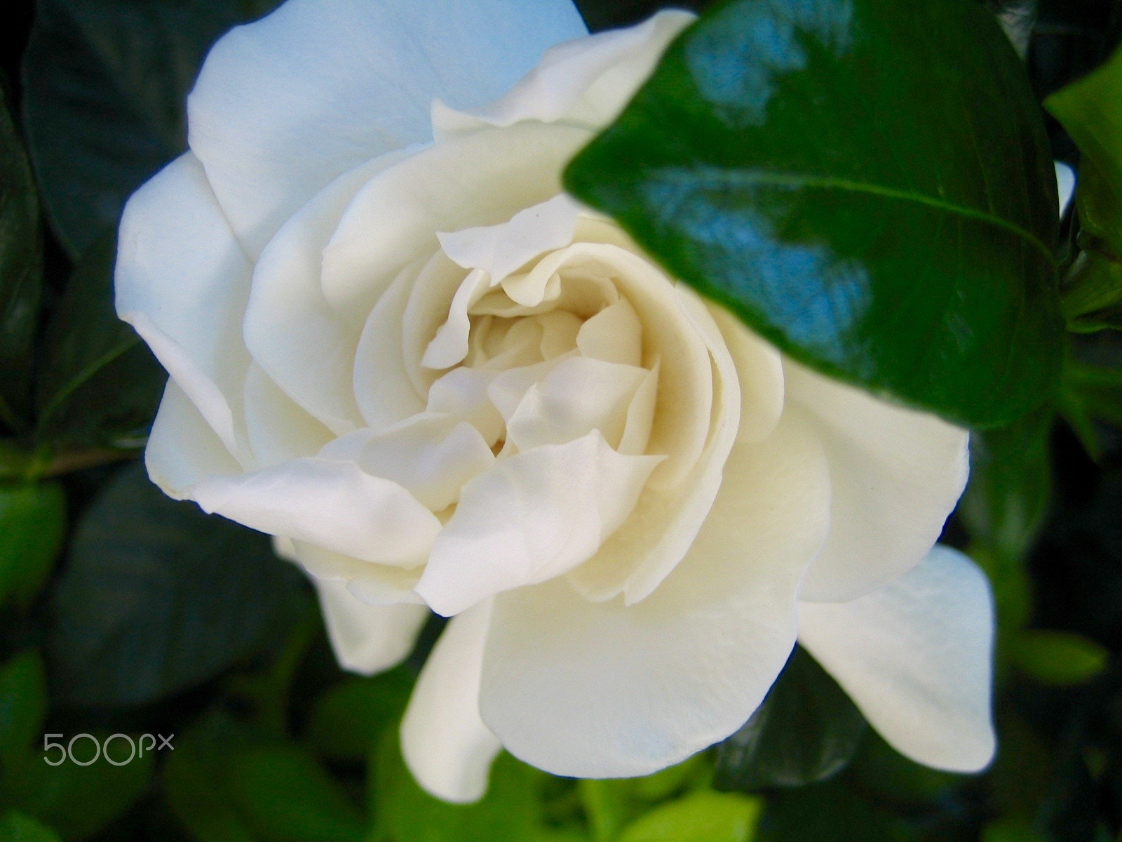 Canon POWERSHOT SD300 sample photo. { gardenia - how i love thee } photography