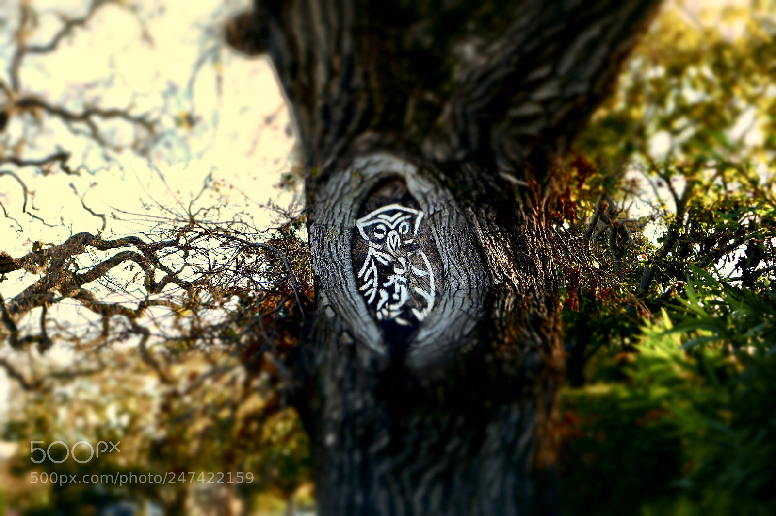 Sony Alpha NEX-6 sample photo. Guardian of the tree photography