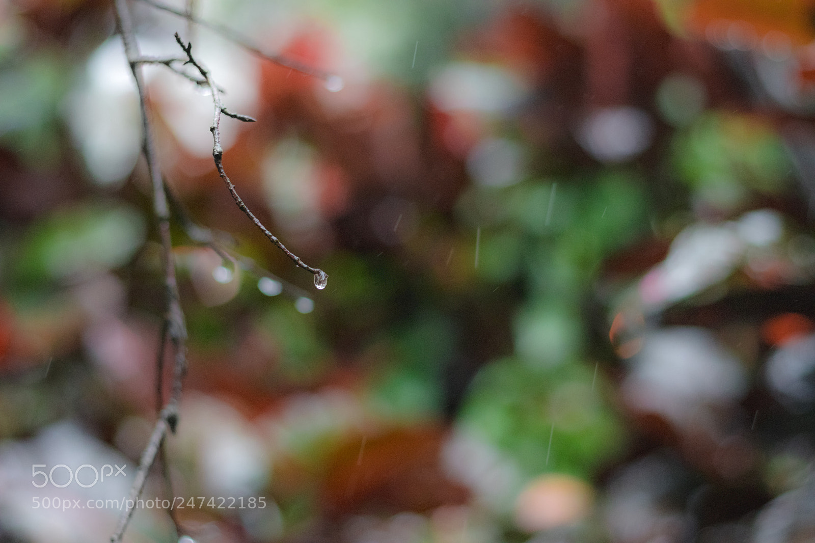 Canon EOS 80D sample photo. *** photography