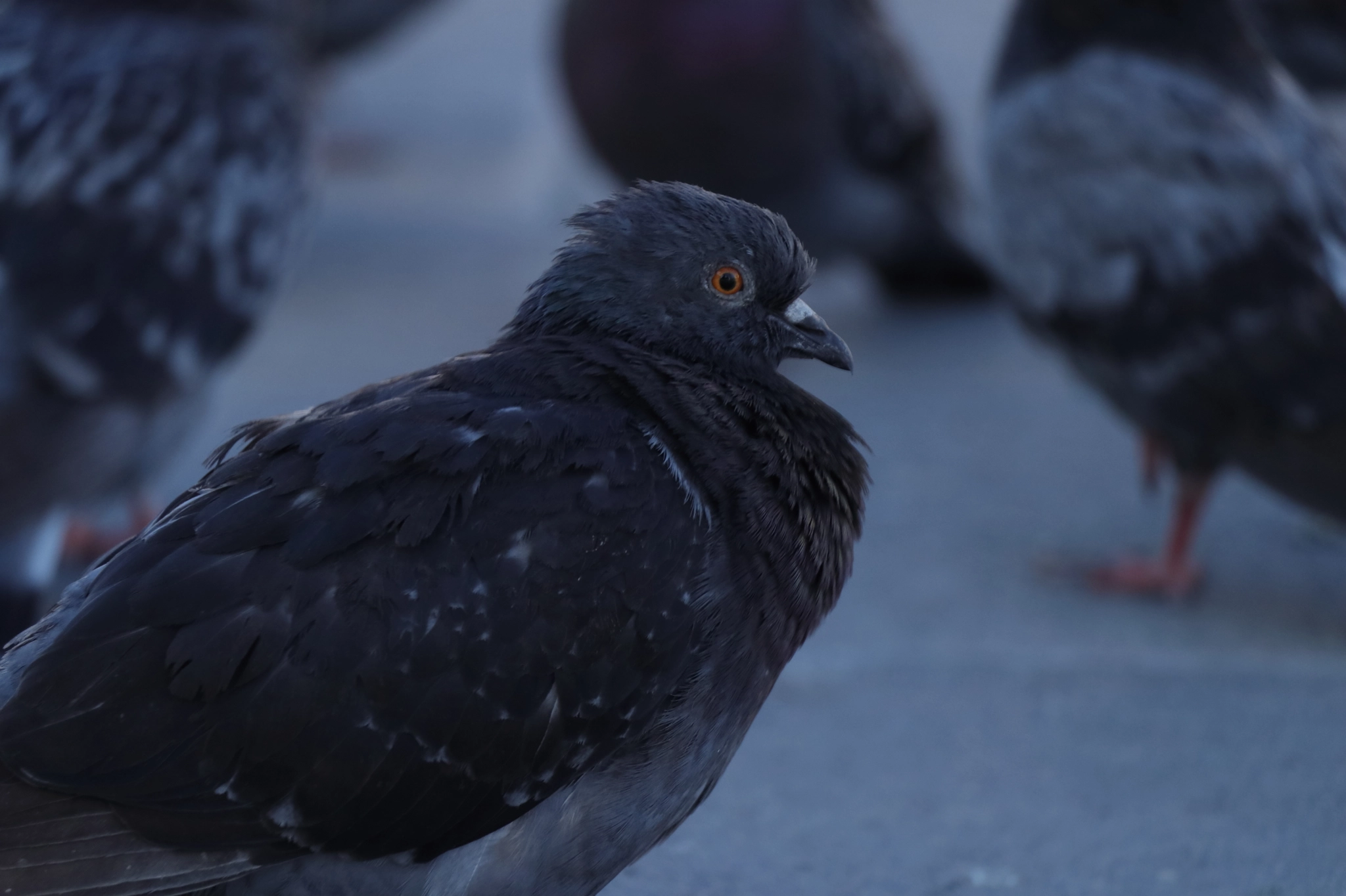 Canon EOS 800D (EOS Rebel T7i / EOS Kiss X9i) sample photo. Dove in the historic downtown photography