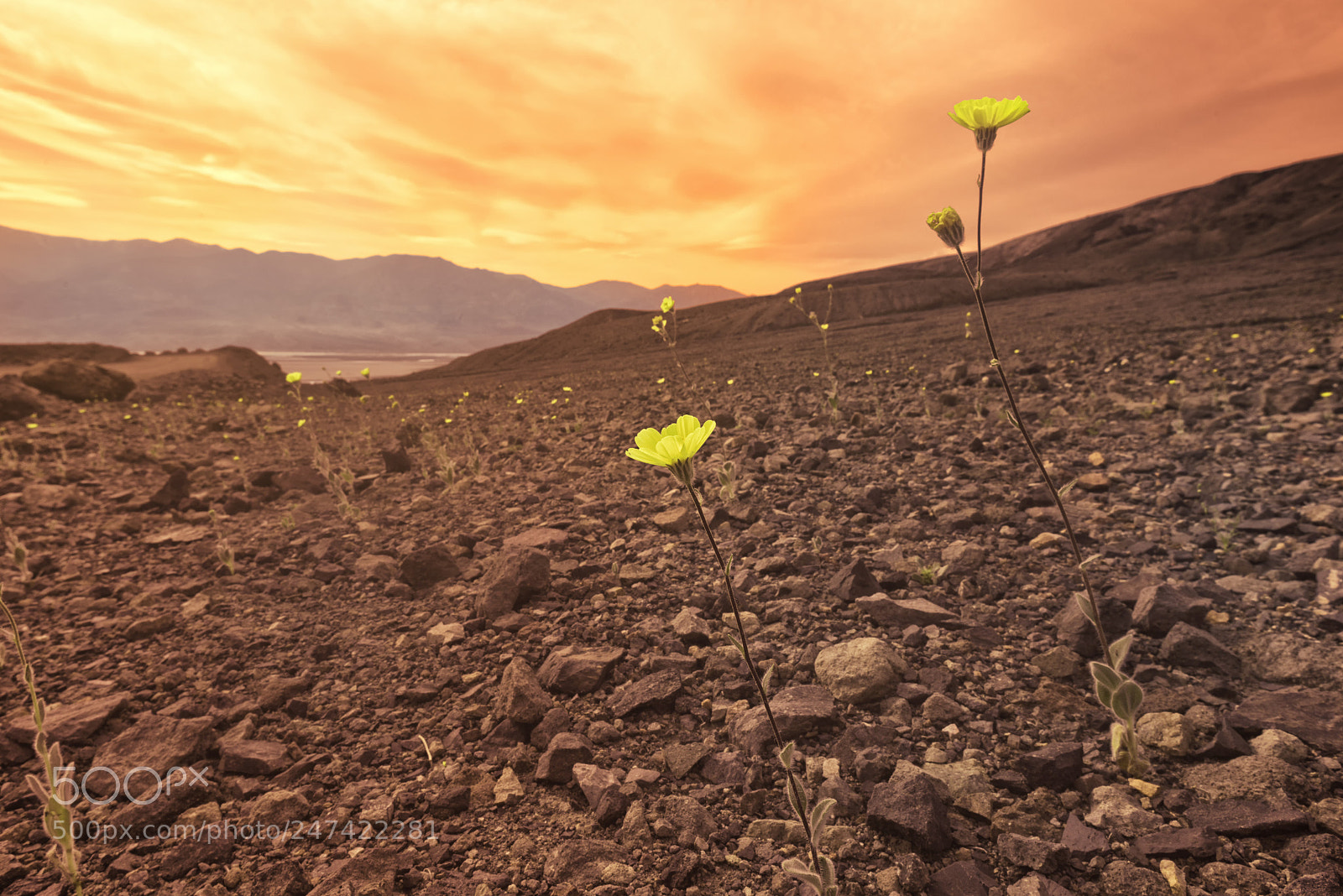 Nikon D800 sample photo. Waste land photography