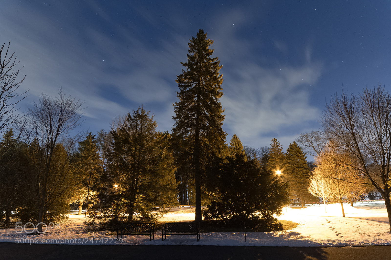Nikon D500 sample photo. The tree of life photography