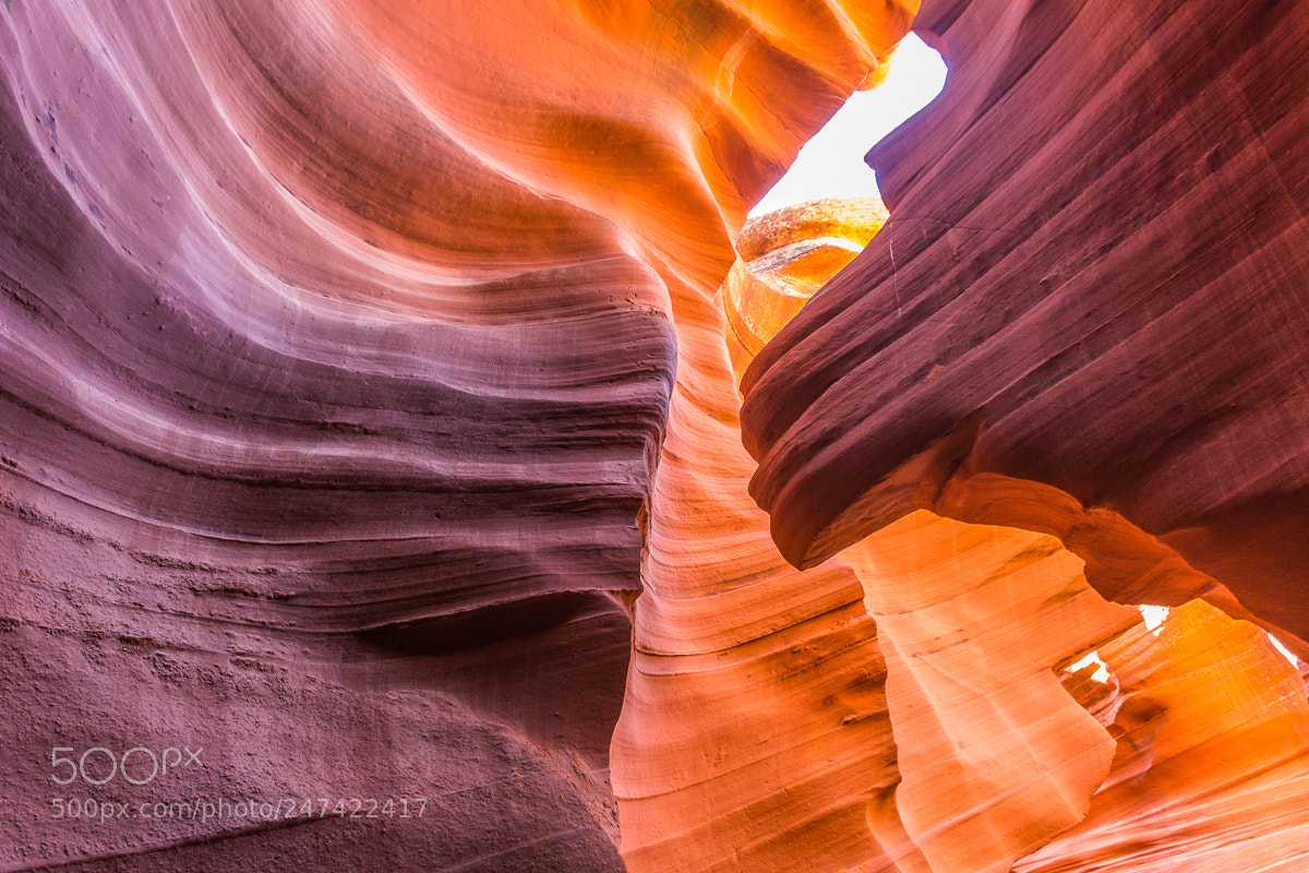 Nikon D7100 sample photo. Antelope beauty photography