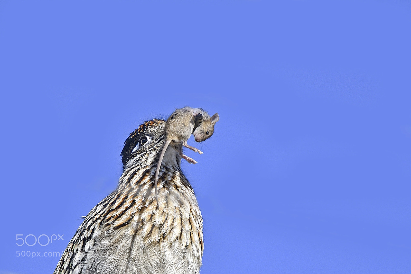 Nikon D500 sample photo. Road runner caught mouse photography