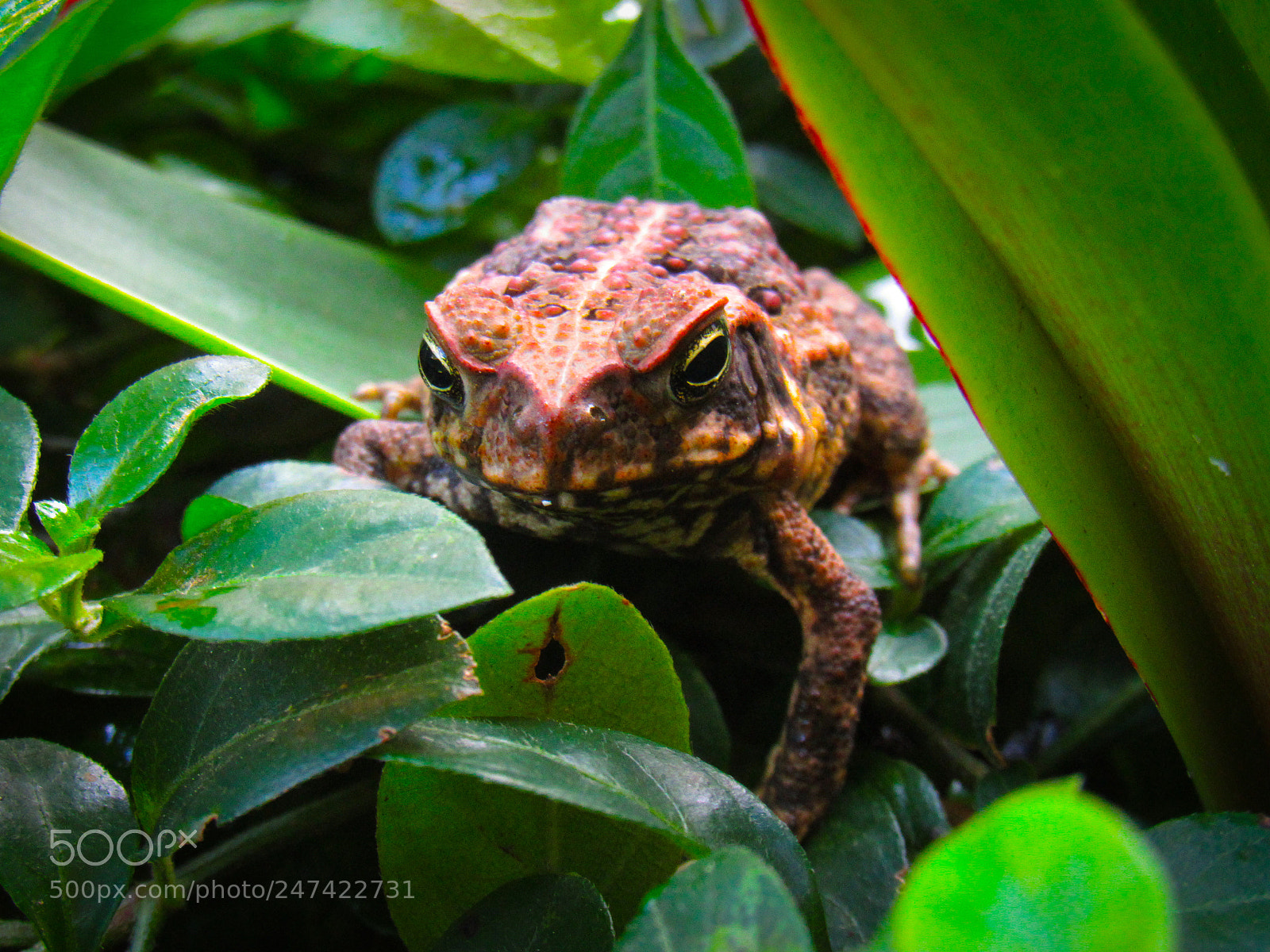 Canon PowerShot SX530 HS sample photo. Hello frog photography