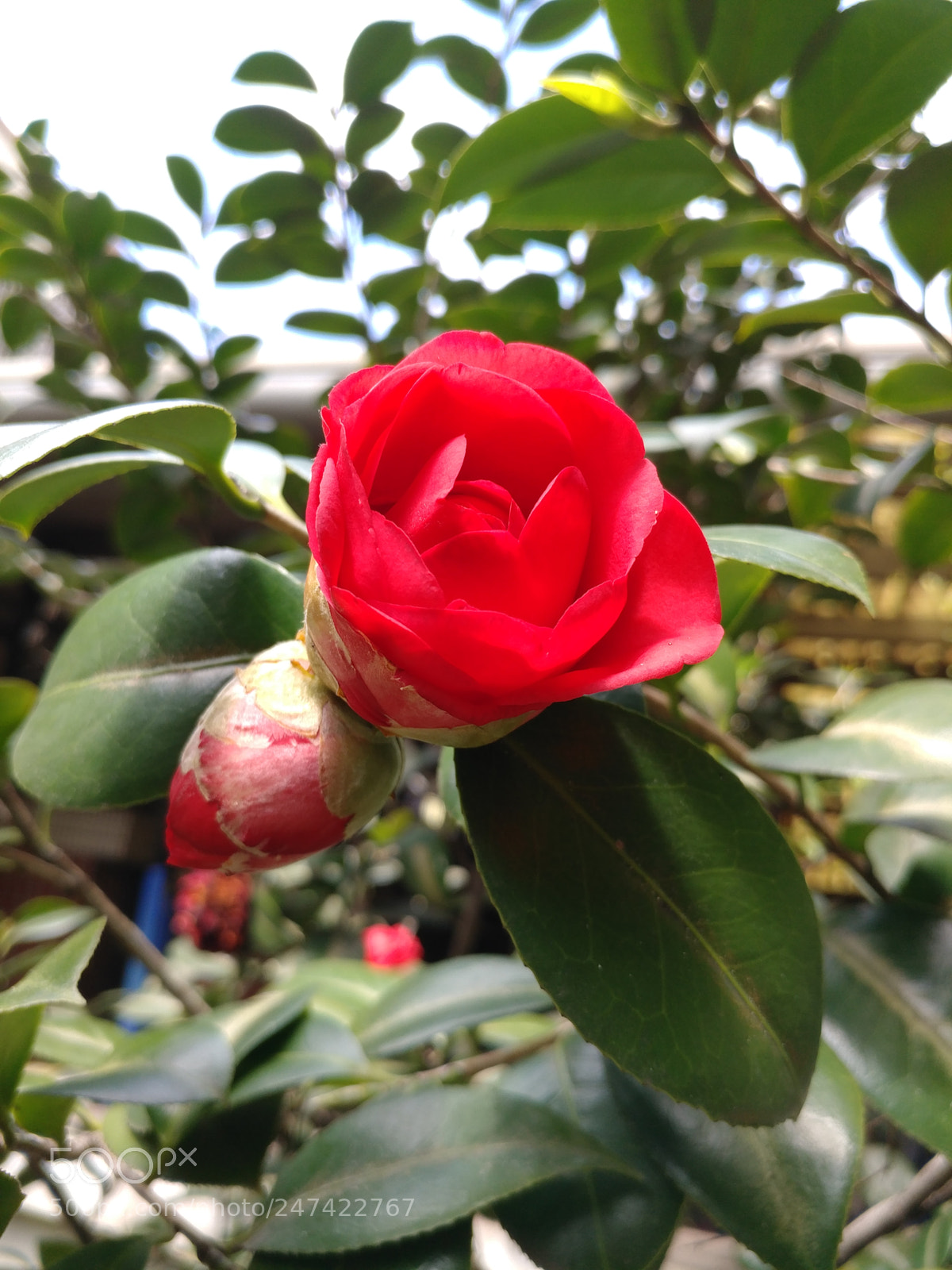 LG V20 sample photo. Untitled photography