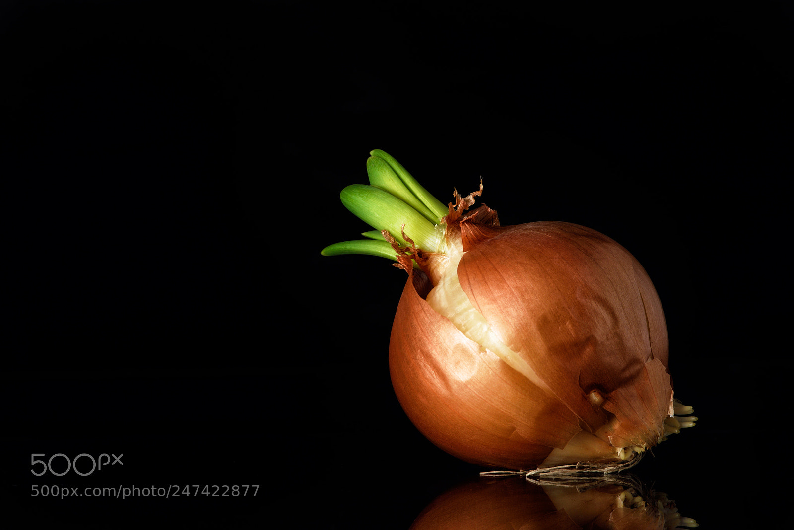 Nikon D810 sample photo. Lovely still life clxiii photography