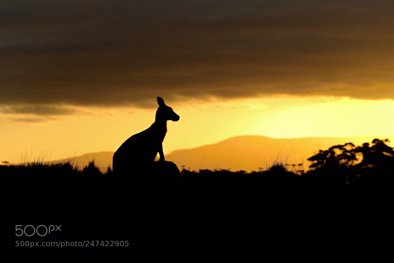 Nikon D800E sample photo. Forester kangaroo in the photography