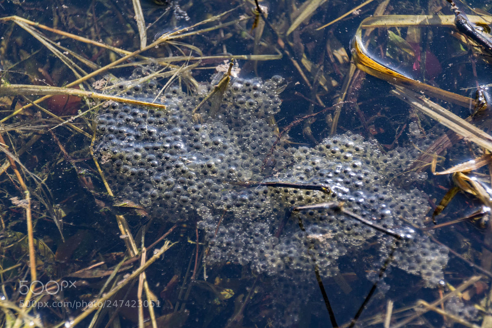 Nikon D7100 sample photo. Floating frog eggs photography