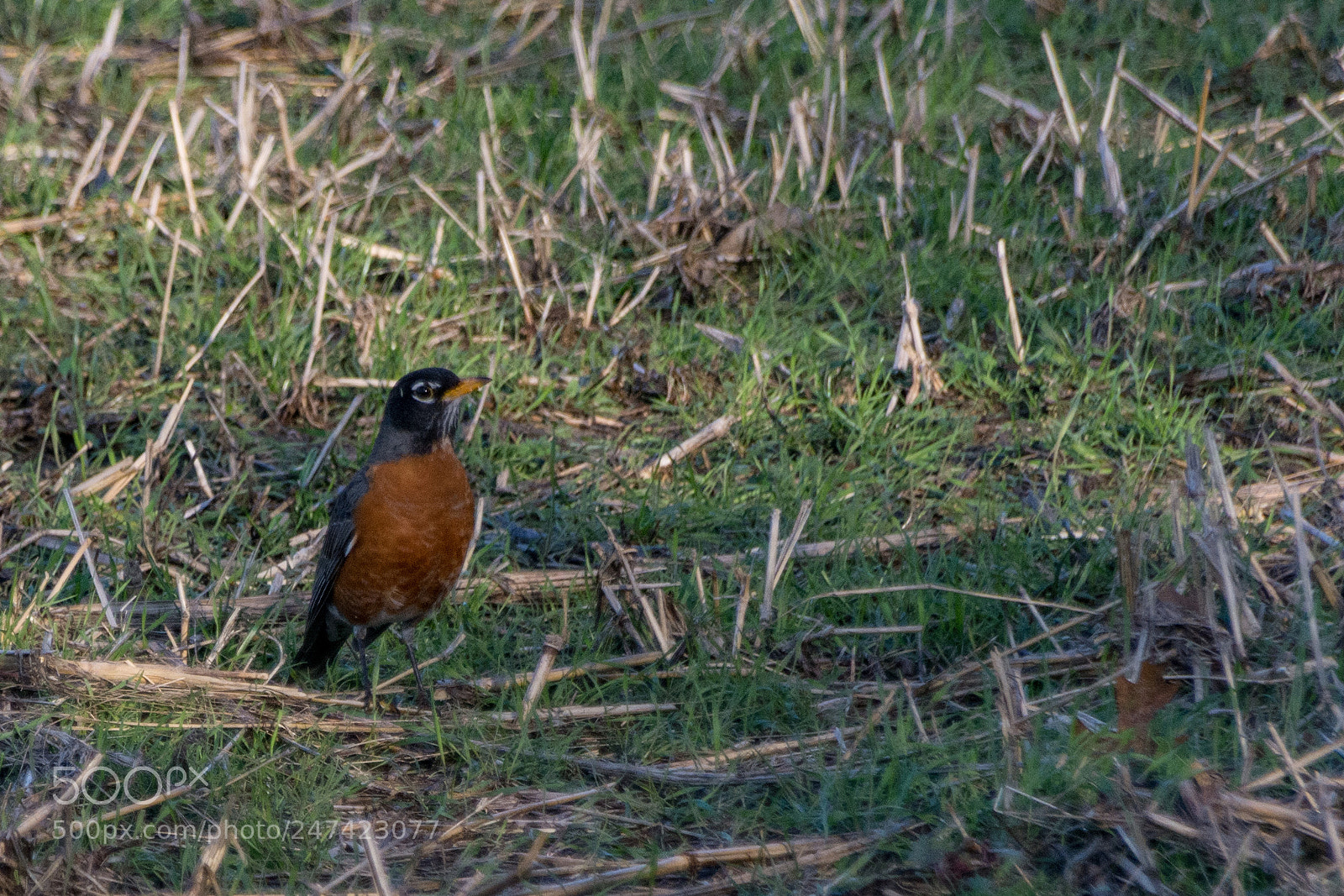 Nikon D7100 sample photo. Taking it in photography