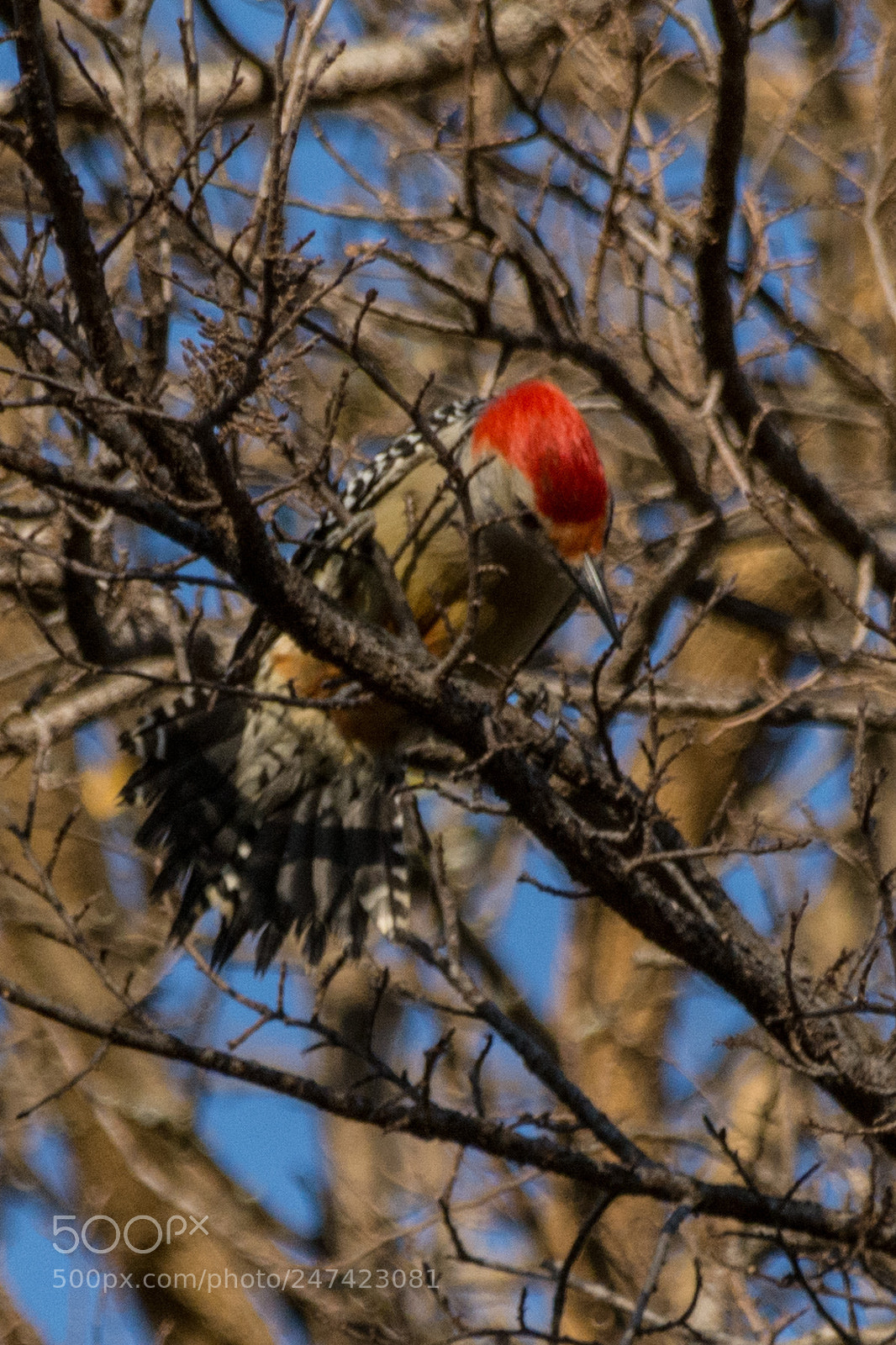 Nikon D7100 sample photo. Red bellied woodpecker photography