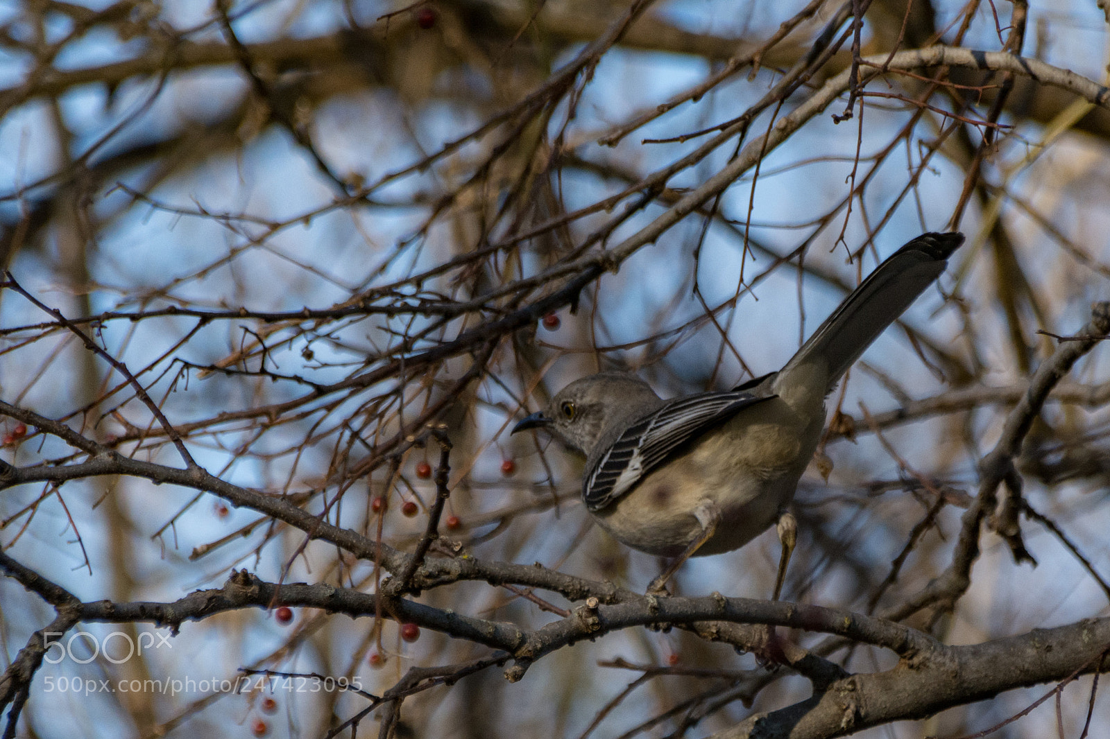 Nikon D7100 sample photo. Blending in the branches photography