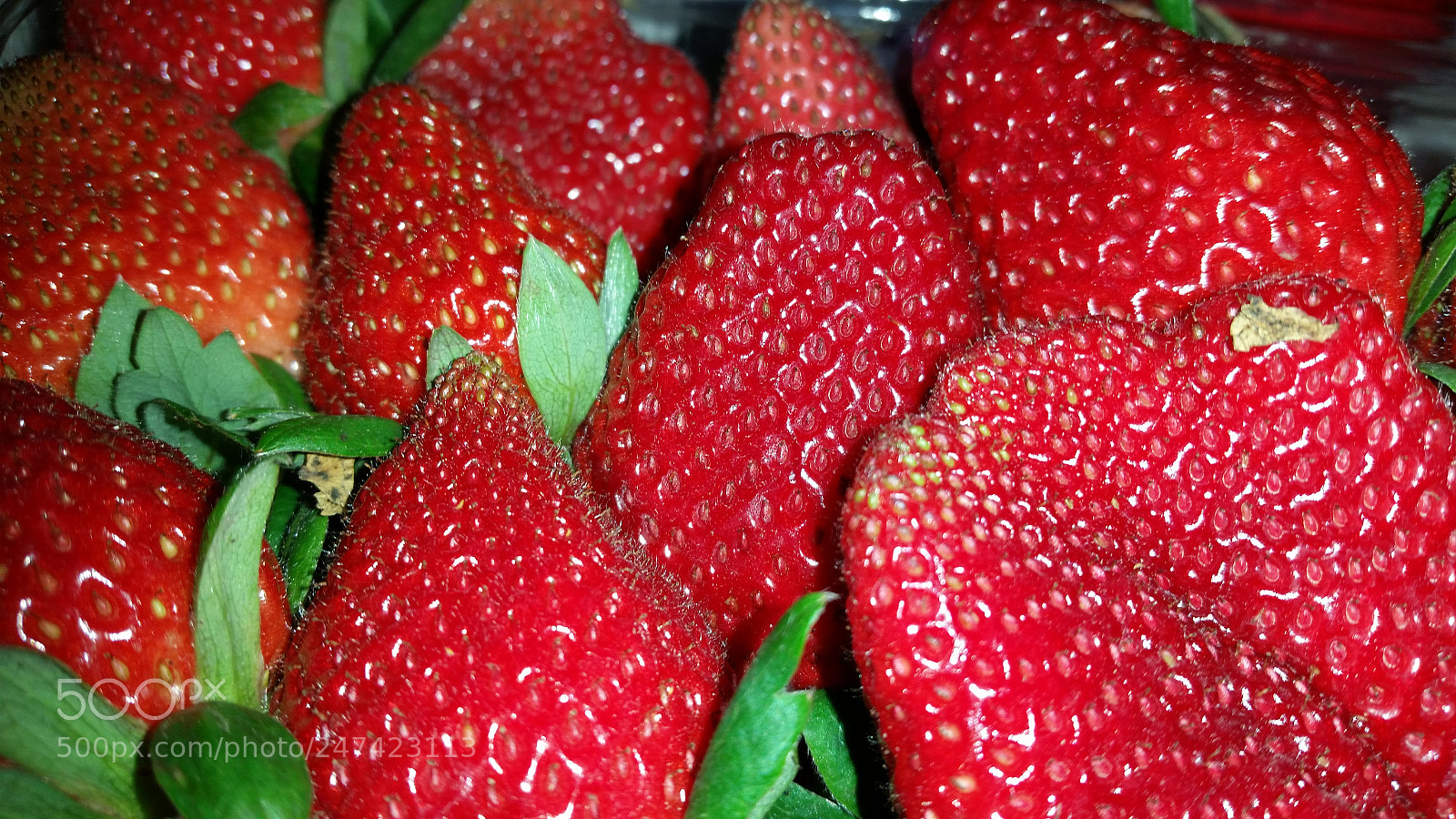 Samsung Galaxy S5 sample photo. Plant city strawberries photography