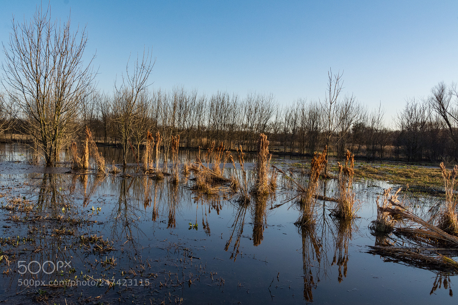 Nikon D7100 sample photo. Reflections of switch grass photography