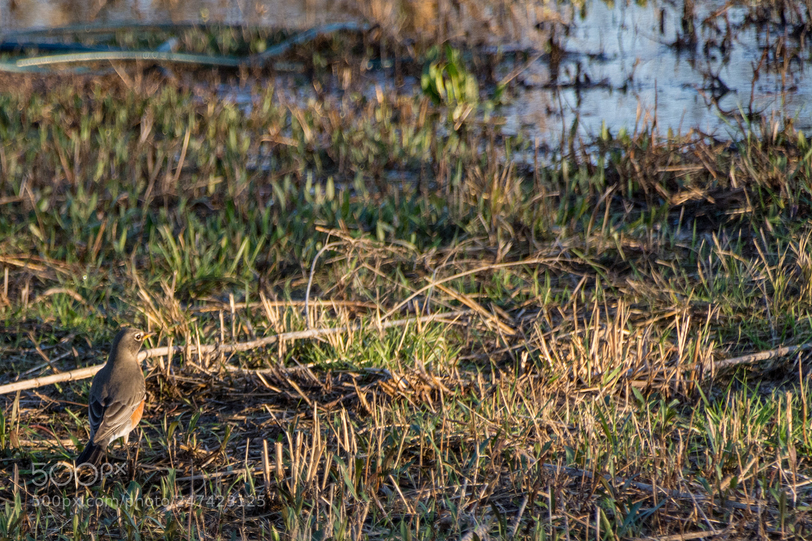 Nikon D7100 sample photo. Surveying the watery landscape photography