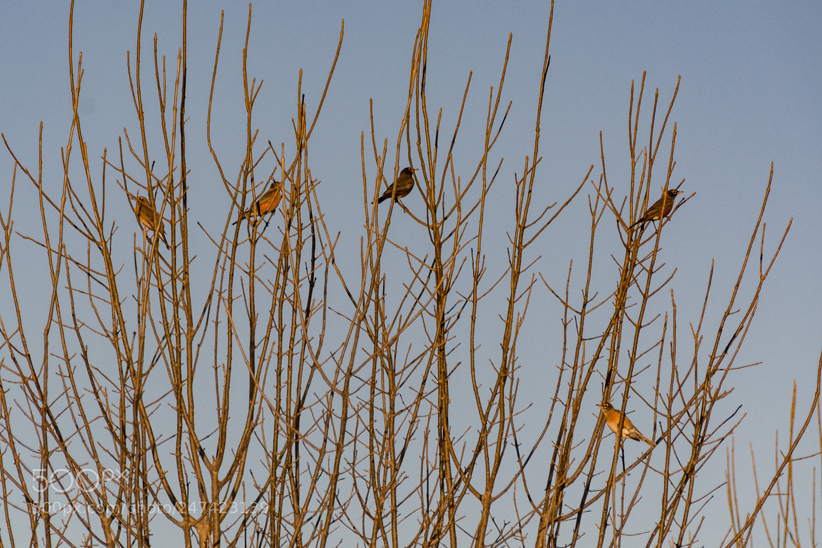 Nikon D7100 sample photo. Birds of a feather photography