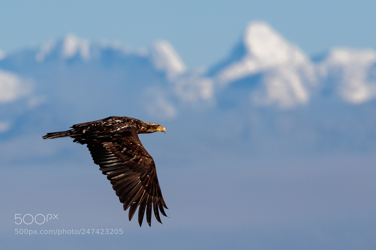 Canon EOS 5DS R sample photo. Boundary bay fly-by photography