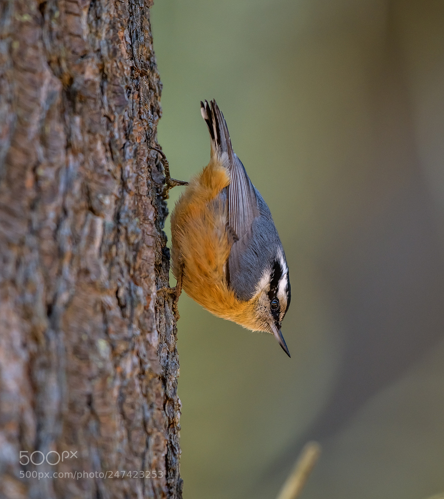 Nikon D850 sample photo. Red-breasted nuthatch 2 photography