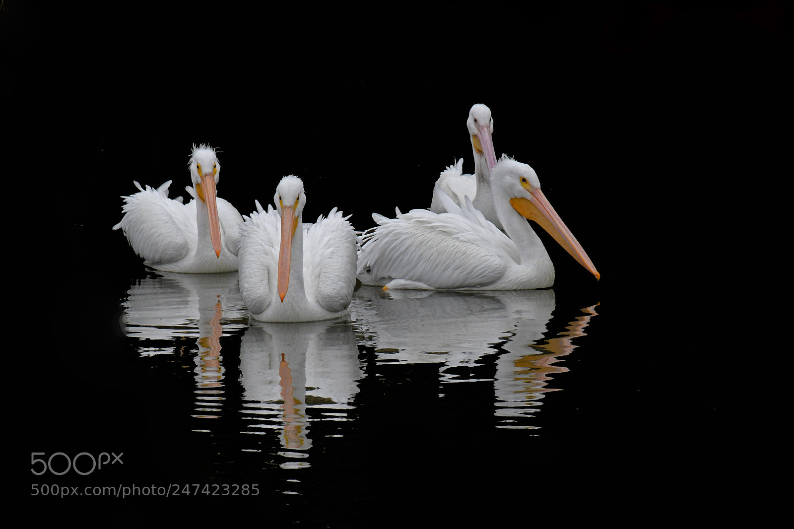 Nikon D500 sample photo. Pelicans photography