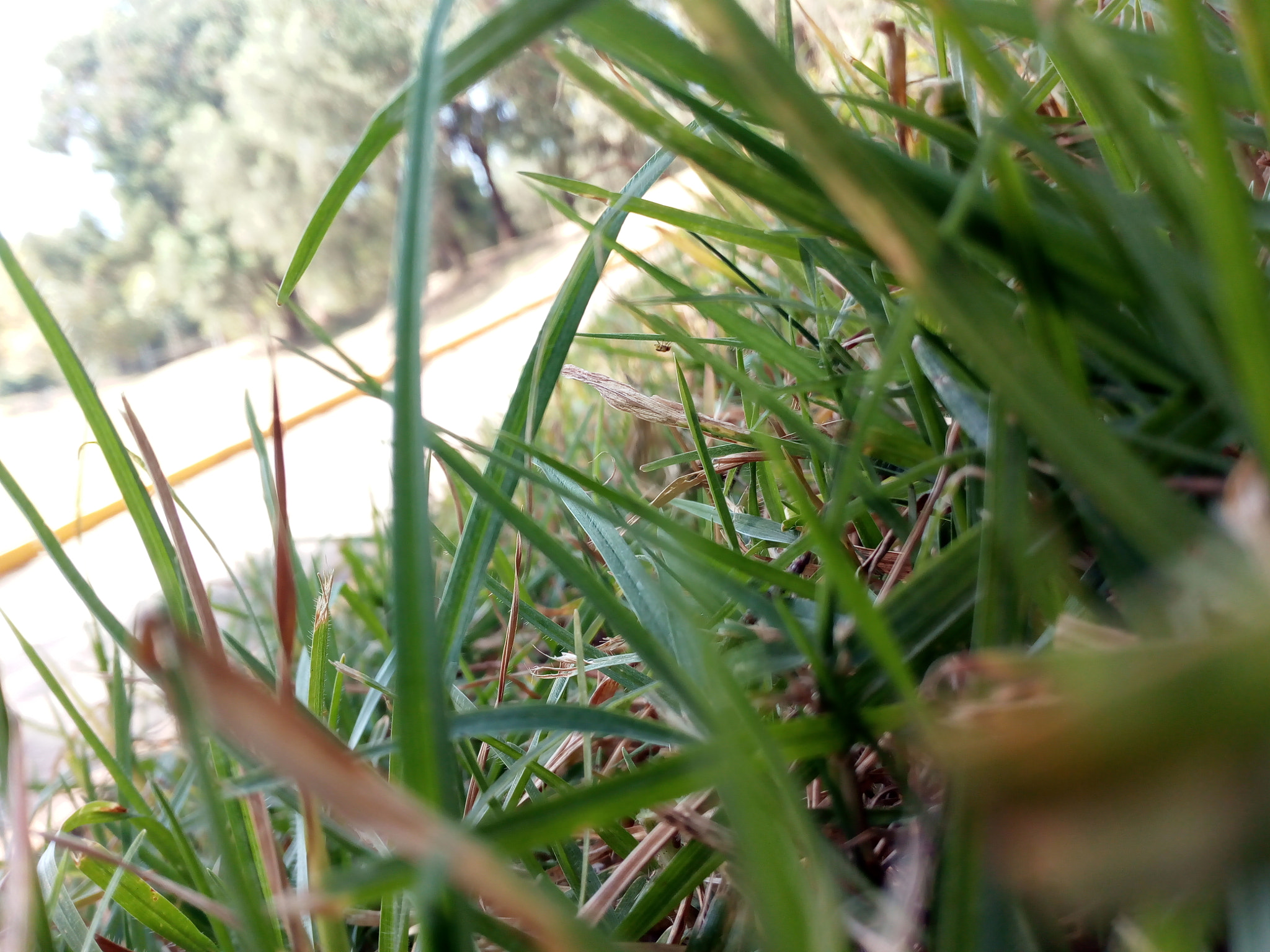 HUAWEI Y5 2017 sample photo