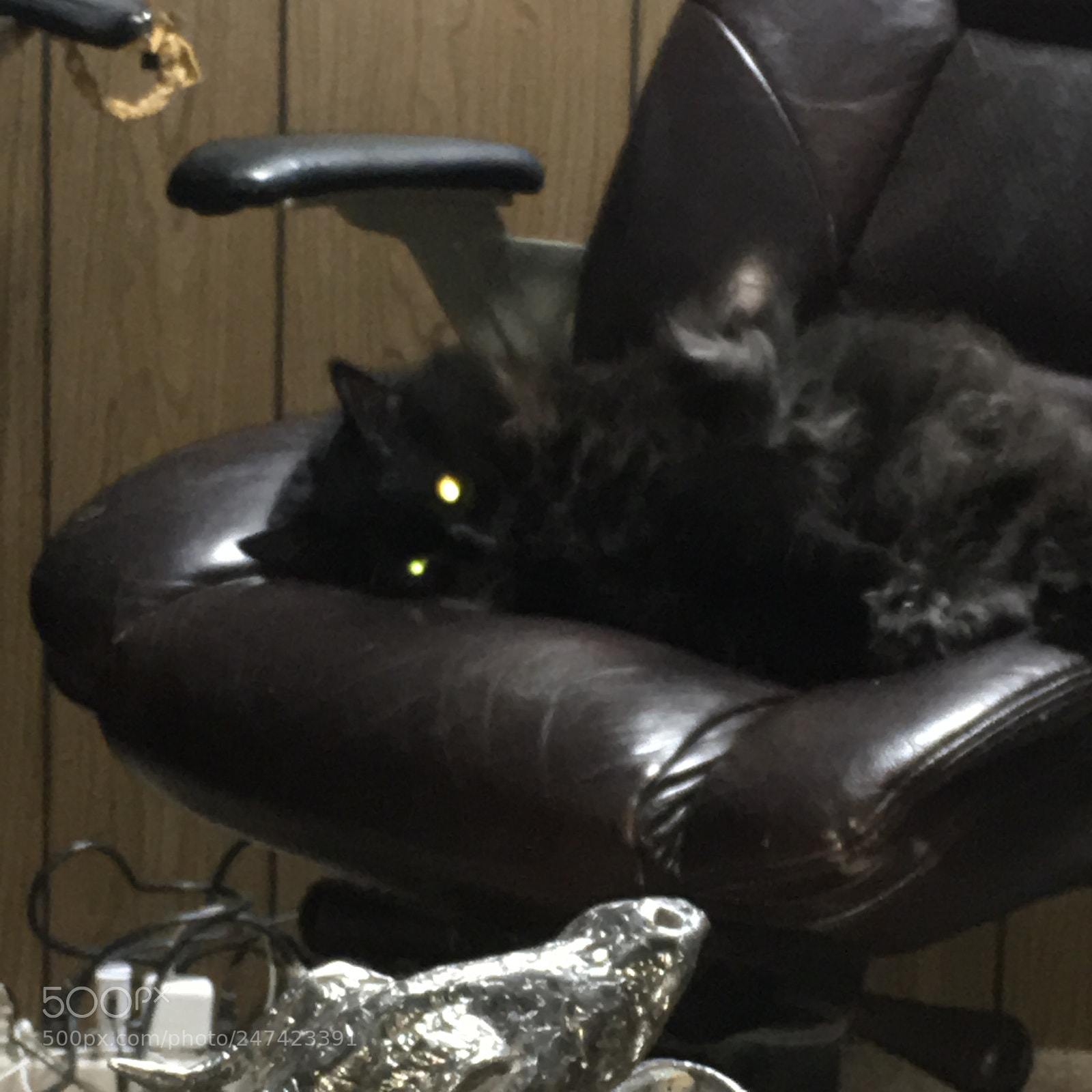 Apple iPad Pro sample photo. Glowing eyes photography
