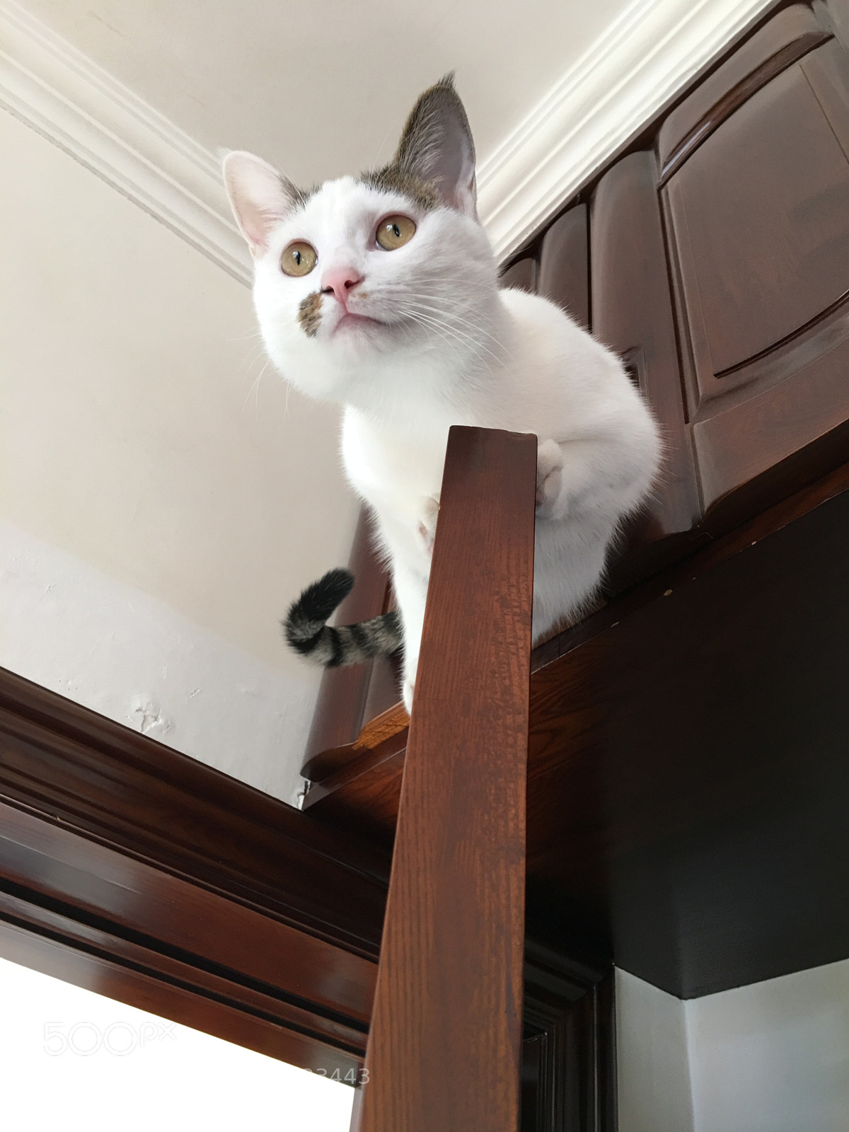 Apple iPhone 6s Plus sample photo. 猫咪 photography