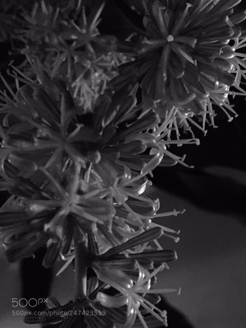 Apple iPhone 6s sample photo. Exortic flowers nite photography
