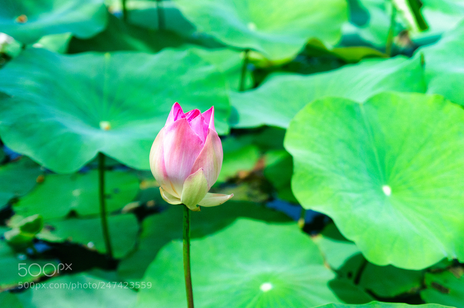 Nikon D300 sample photo. Lotus photography