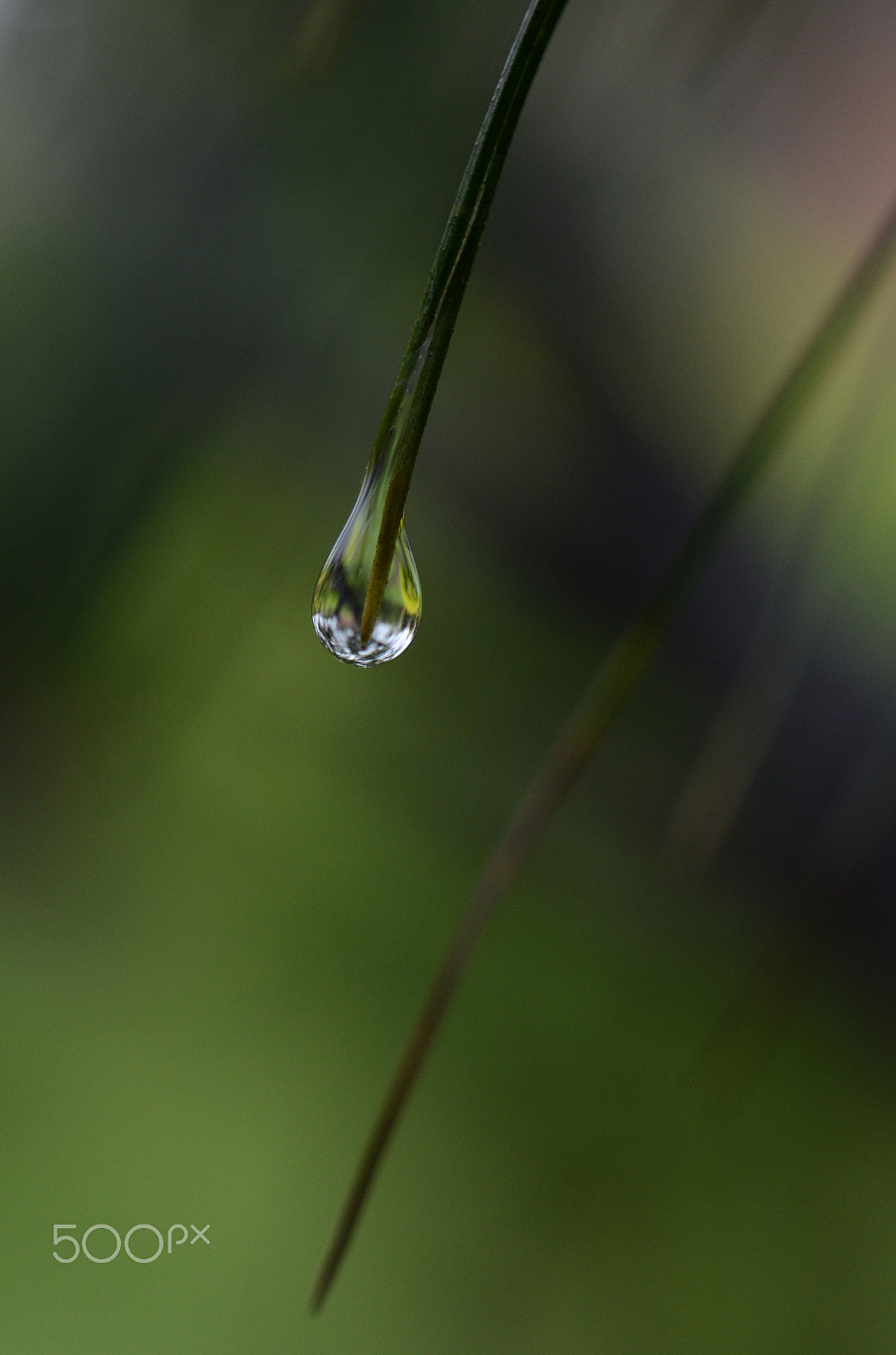 Nikon AF-S Micro-Nikkor 60mm F2.8G ED sample photo. A drop is waiting to drop photography