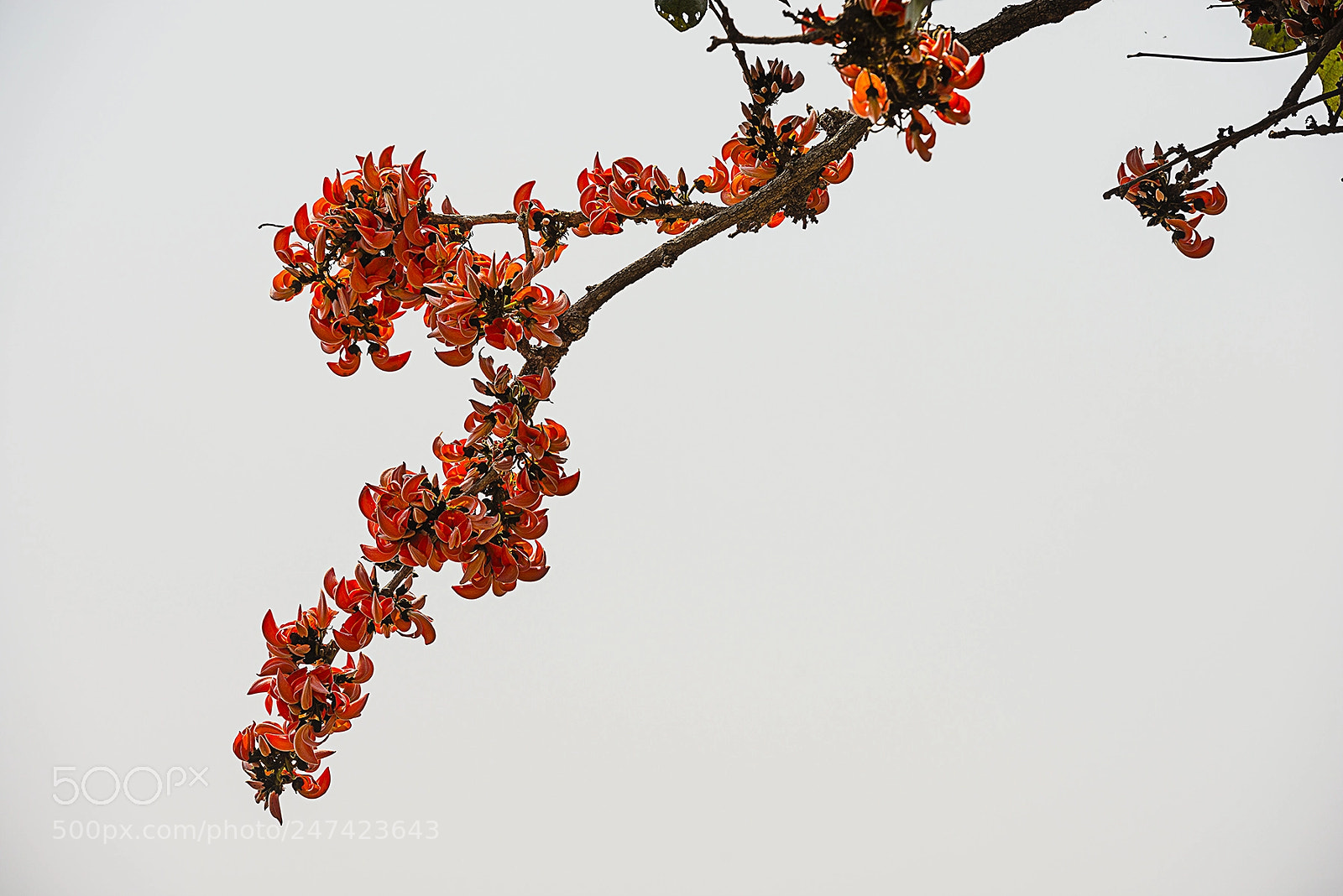 Nikon D800E sample photo. Butea monosperma (palash) photography