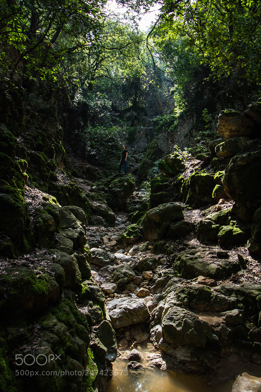 Canon EOS 750D (EOS Rebel T6i / EOS Kiss X8i) sample photo. Welcome to the jungle photography