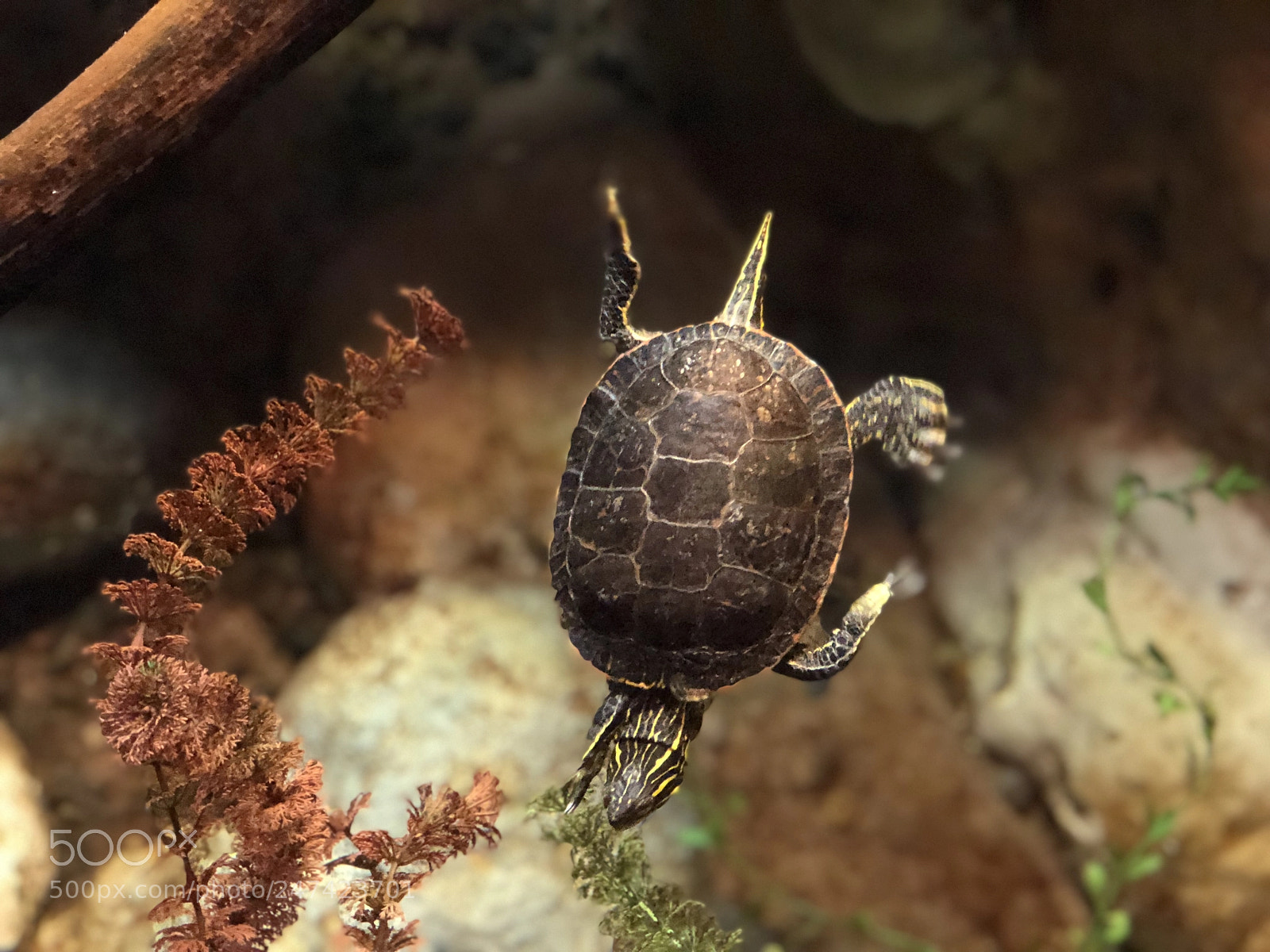 Apple iPhone 8 Plus sample photo. Turtle photography