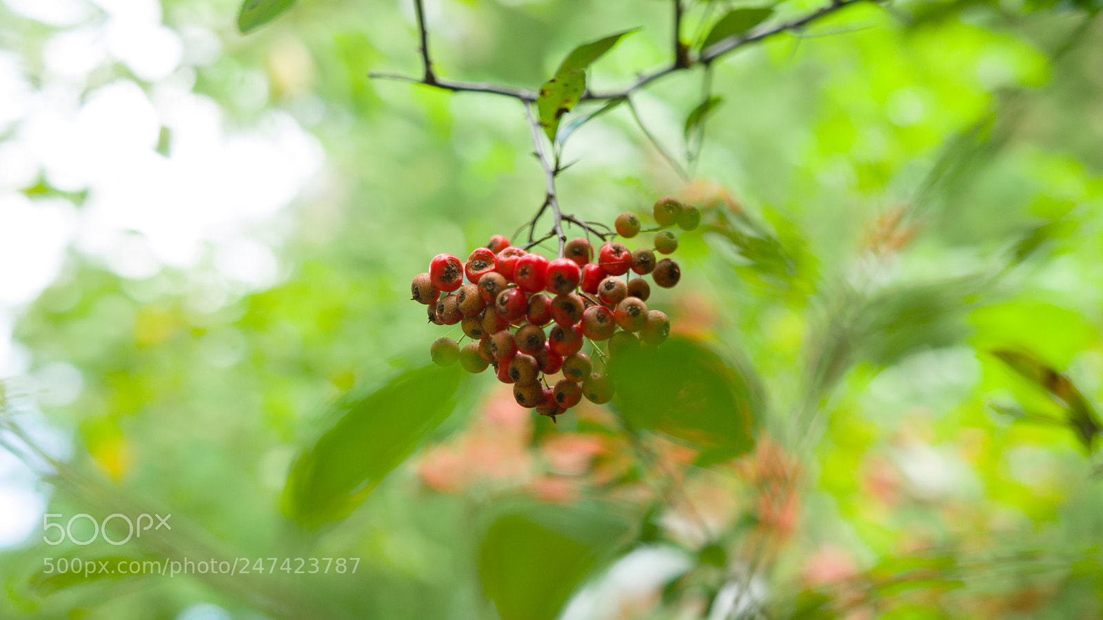 Panasonic Lumix DMC-LX100 sample photo. Hidden photography