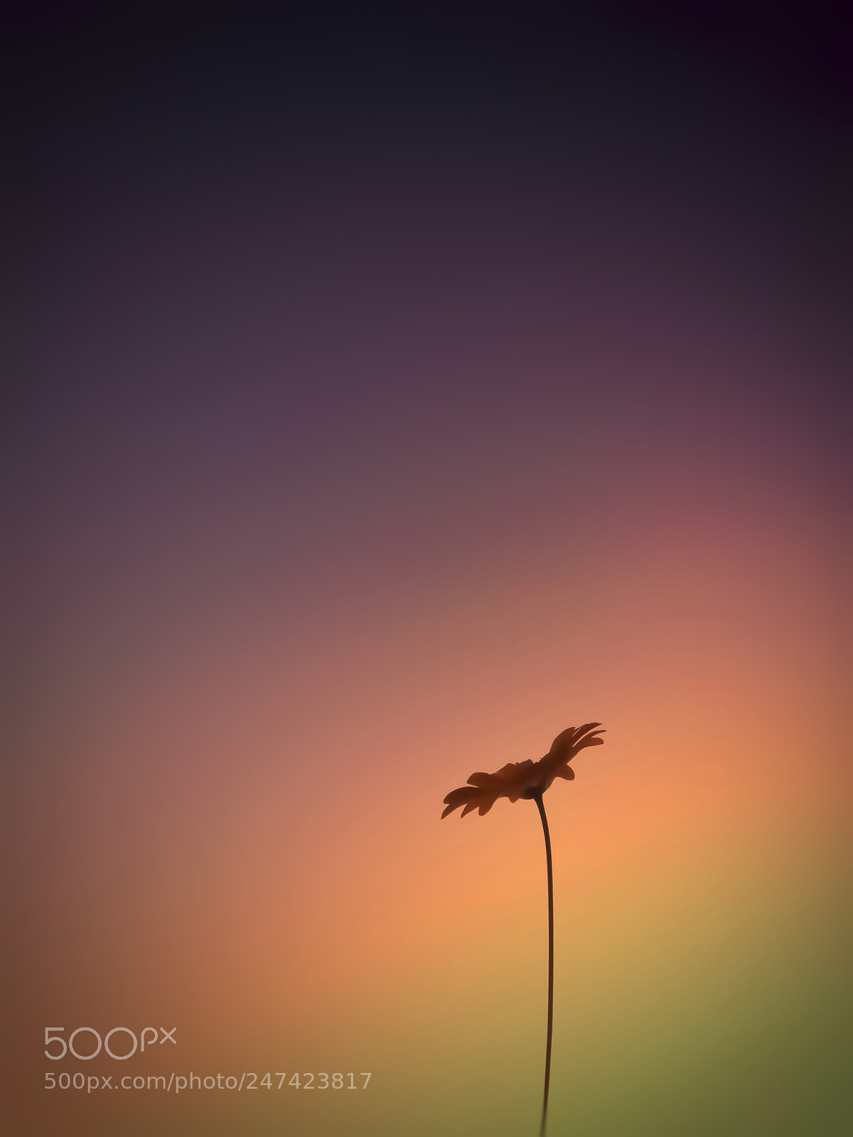 HUAWEI Y6II sample photo. Hues photography