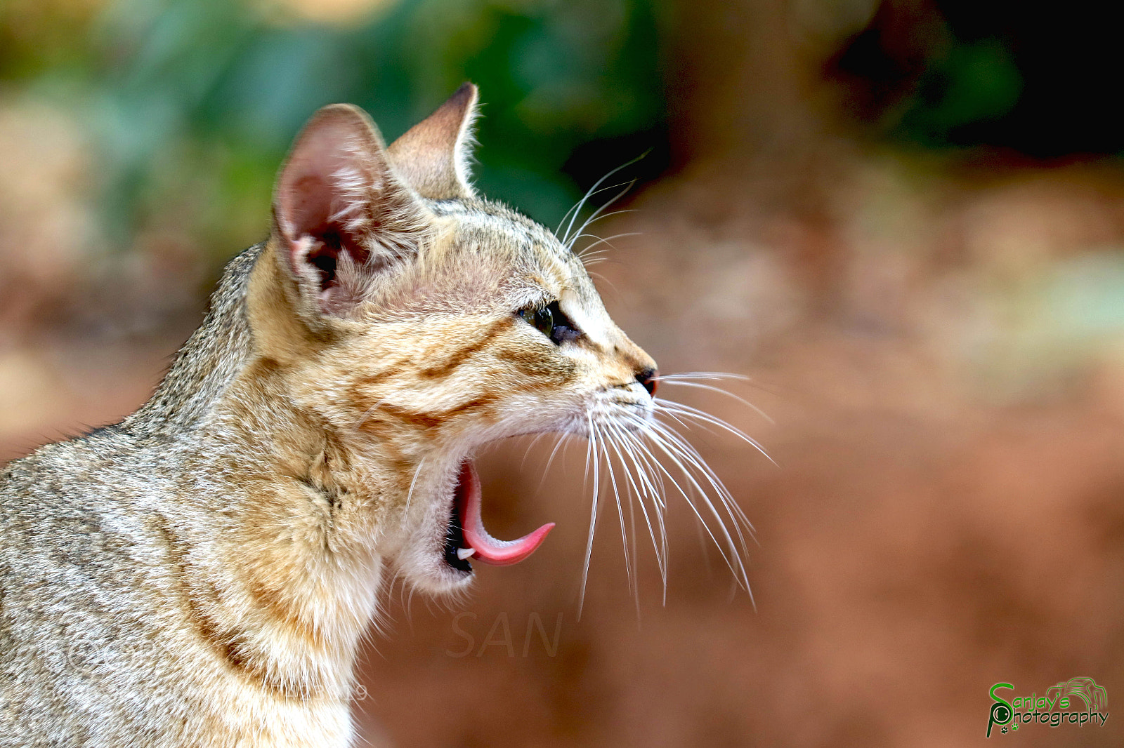Canon EOS 760D (EOS Rebel T6s / EOS 8000D) sample photo. Angry cat photography